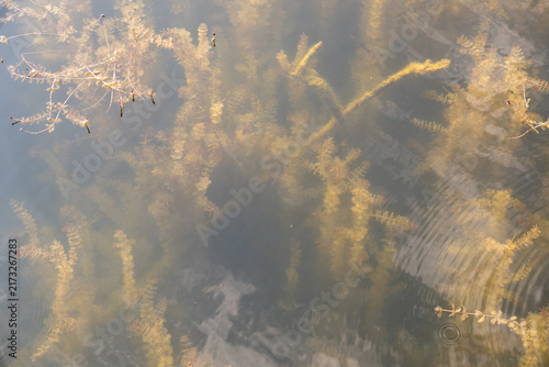 Konstfotografi Aquatic plants submerged in clear summer water under bright midday sun, Poznan,