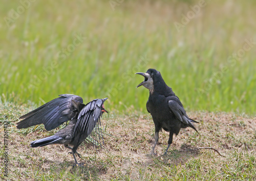 Foto Rook (Corvus frugilegus) adult standing on grass vocalizing with open beak while a fledgling begs with spread wings