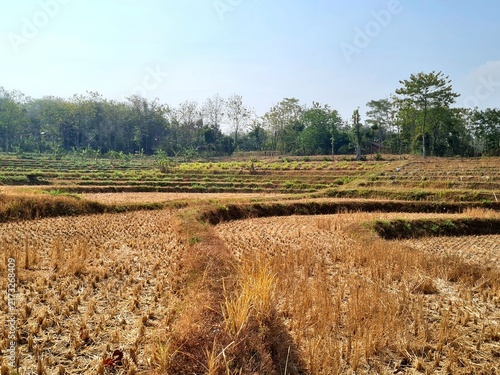 Bild auf Leinwand View of rice field from drought during long dry season,location in Sukoharjo,Central java,Indonesia