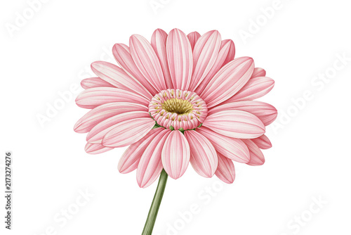 Single pink gerbera daisy flower on a green stem, isolated on transparent background, png