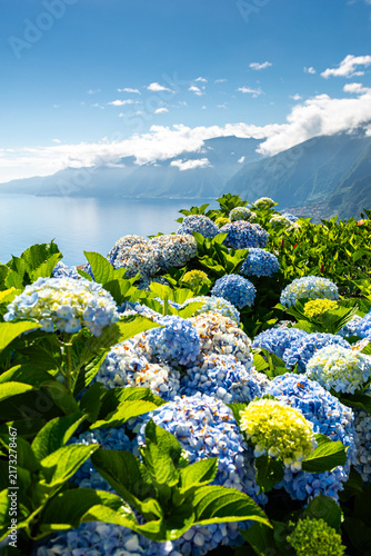 Vibrant blue hydrangeas bloom on the coastal cliffs near Miradouro da Ribeira da Janela in Madeira, offering scenic sunny views over the calm Atlantic Ocean.