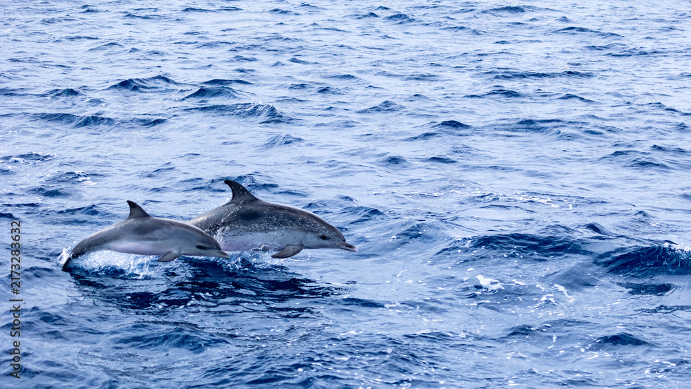 Fototapeta premium Dauphin et son bébé