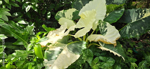 Bild auf Leinwand Elephant's ear or Giant taro has large, heart-shaped to oval leaves with a glossy surface and scattered white variegation