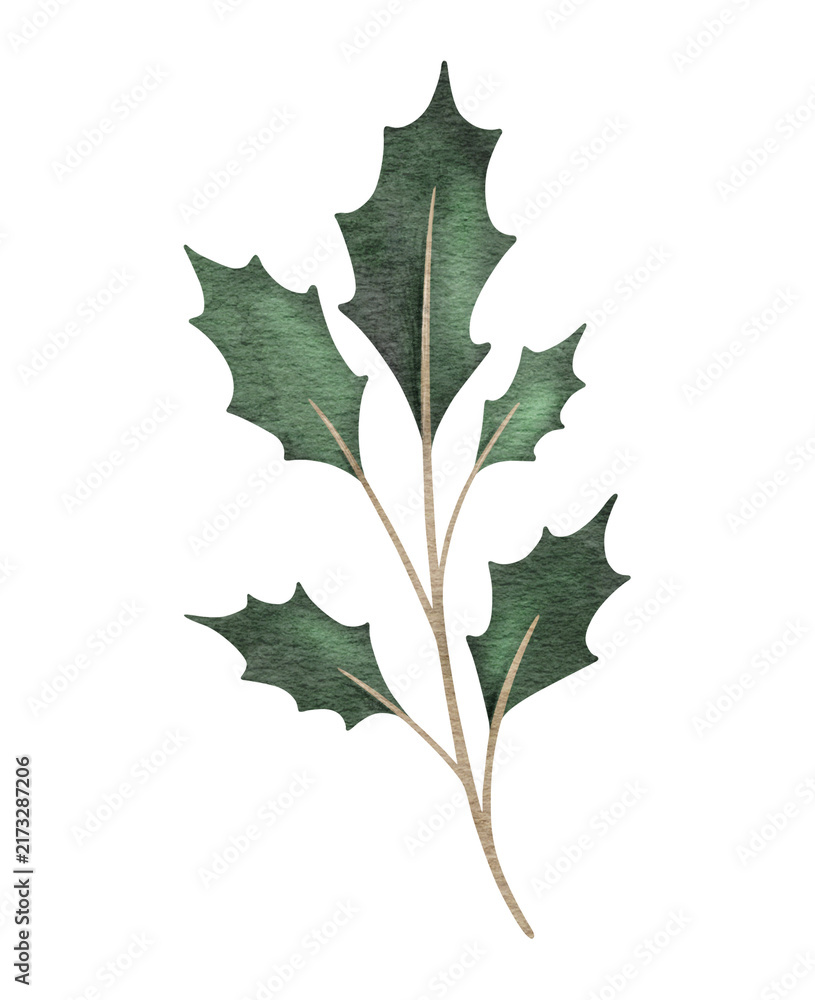 Fototapeta premium Christmas holly branches. Emerald ilex leaves. Botanical Winterberry. Hand painted watercolor illustration for wedding invitation, pack, Christmas card