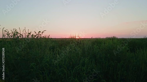 Ambrosia Weed Field at Sunset – Invasive Plant Landscape
