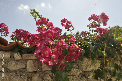 Plakat Roses on a wall in Talmon