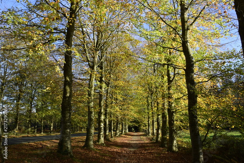 Obraz na płótnie trees in autumn