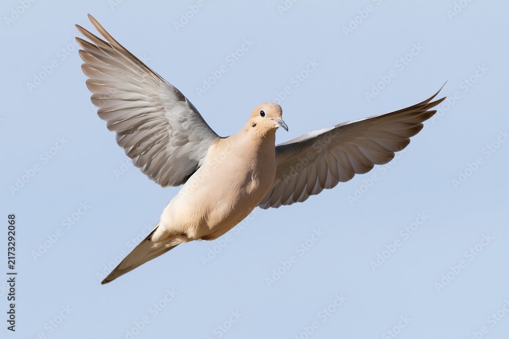 Obraz premium The Dove in Flight Across a Clear Blue Sky with Graceful Wings