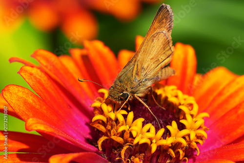 Skipper Butterfly Gathering Nectar on a Zinnia Flower