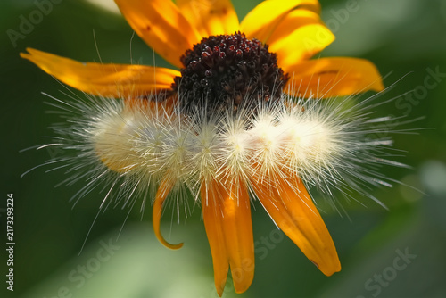 White Woolly Bear Caterpillar on a yellow flower