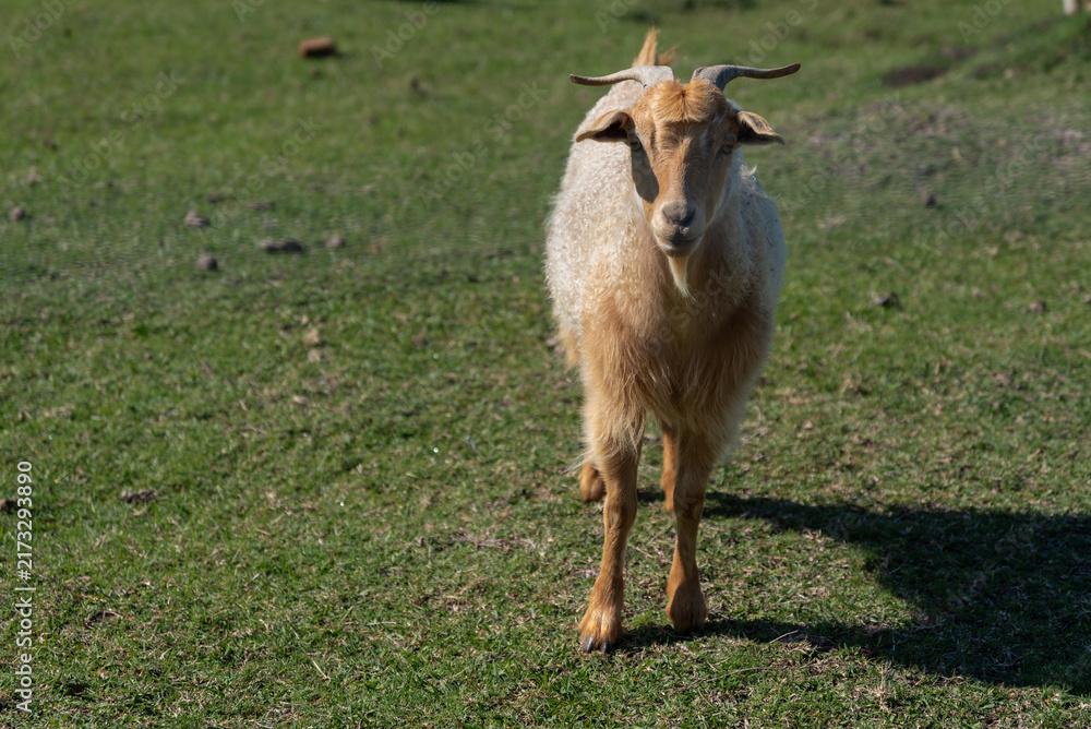 Fototapeta premium Domestic goat walking on green grass in a rural field