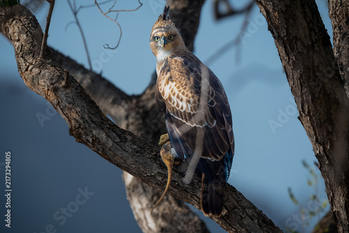 Bild auf Leinwand The Crested Hawk-Eagle is a large bird of prey in the family Accipitridae