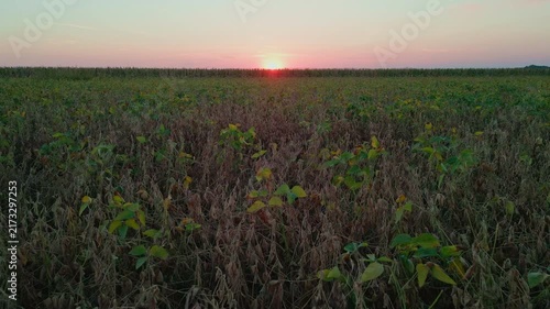 Drone View of Soybean Farmland During Golden Hour