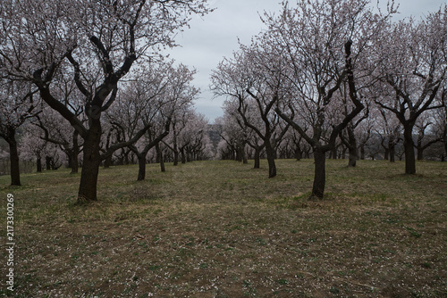 Blossoming almond tree orchard above Hustopece town in Czech republic