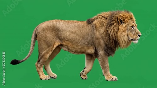 African Male Lion Walking Side View on Green Screen Background