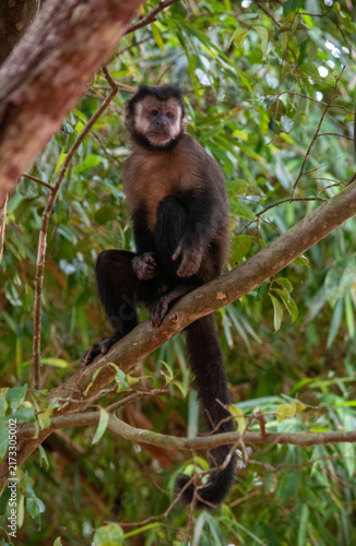 Obraz na płótnie Wild capuchin monkey perched on a branch in jungle