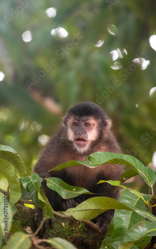 Fotografie Wild capuchin monkey perched on a branch in jungle
