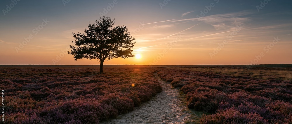 Naklejka premium The Tree at Sunset Over a Vast Lavender Field Path