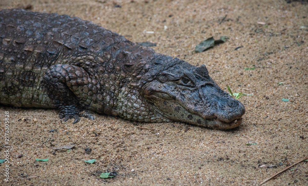 Fototapeta premium aiman resting on sandy ground in natural habitat