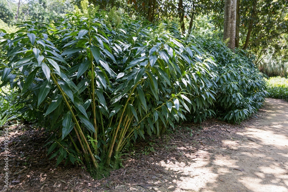 Naklejka premium The Hedge Row in a Park: Lush Greenery Along a Shaded Path