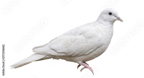Photography Elegant white dove bird isolated on a clean white background, symbolizing peace