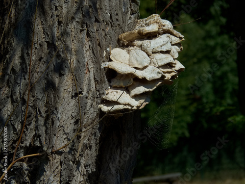 Quadro su tela Mushroom growth on tree trunk in forest during daylight in summer