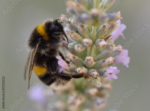 Plakat Abeille sur fleur de lavande