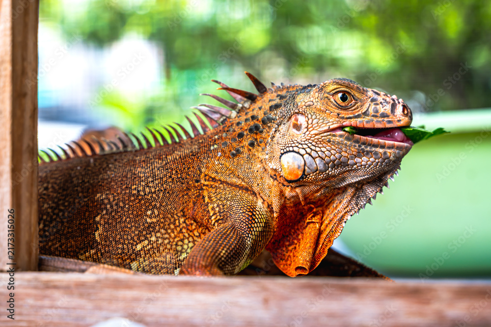 Fototapeta premium Close up exotic pet bearded dragon in cage