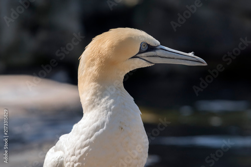 Obraz na plátně Northern Gannet (*Morus bassanus*) with a striking pale yellow head and long, pointed beak
