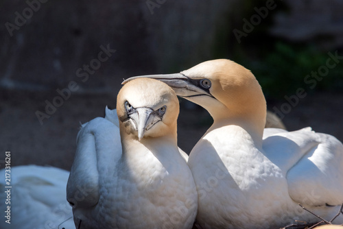 Fotografía Two sunlit gannets together
