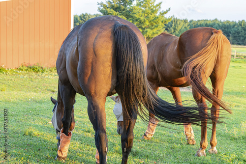 Two horses from behind swishing their tails in the summer. 