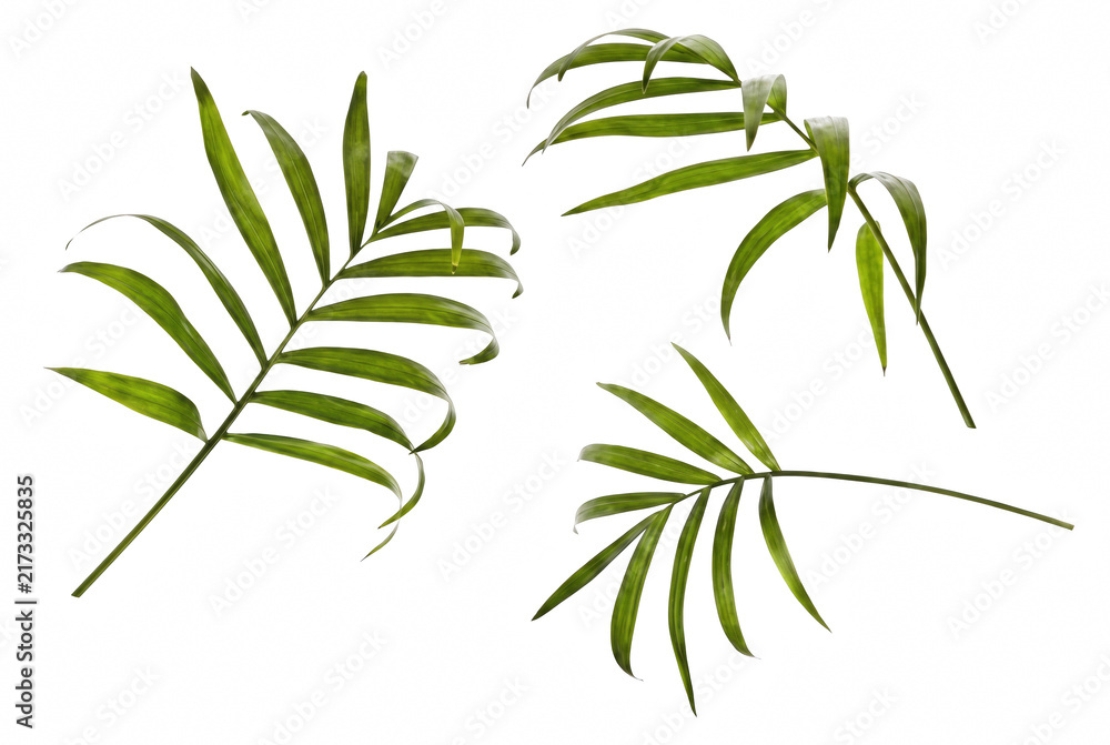 Obraz premium Vibrant green parlor palm fronds on dark surface