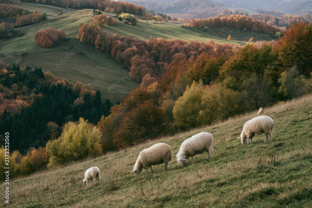 Fototapeta premium Farm Sheep Grazing in Scenic Autumn Landscape