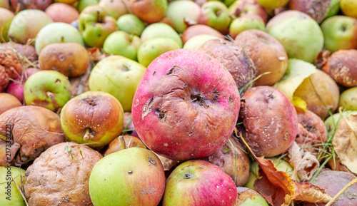 Foto Close up of rotten apples, selective focus.