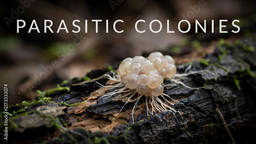 A cluster of translucent fungal or slime mold spores on rotting wood