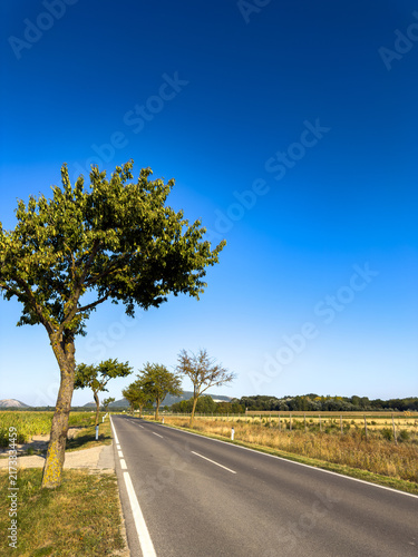 Obraz na plátně Asphalt road with tree and blue sky