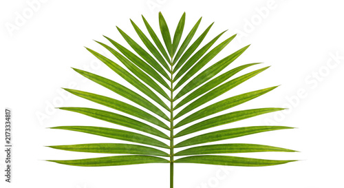 Cuadro en lienzo Vibrant green palm frond with delicate veins against a stark white background