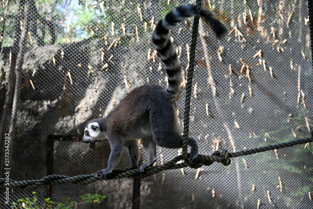 Naklejka premium A captivating ring-tailed lemur carefully balances on intertwined ropes within its habitat at Guadalajara Zoo, showcasing its agility and distinctive striped tail.