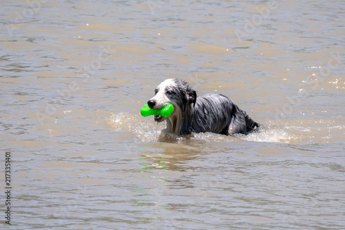 Bild auf Leinwand A cheerful Australian Shepherd type dog enjoying a refreshing swim in murky outdoor water, playfully holding a vibrant green toy in its mouth