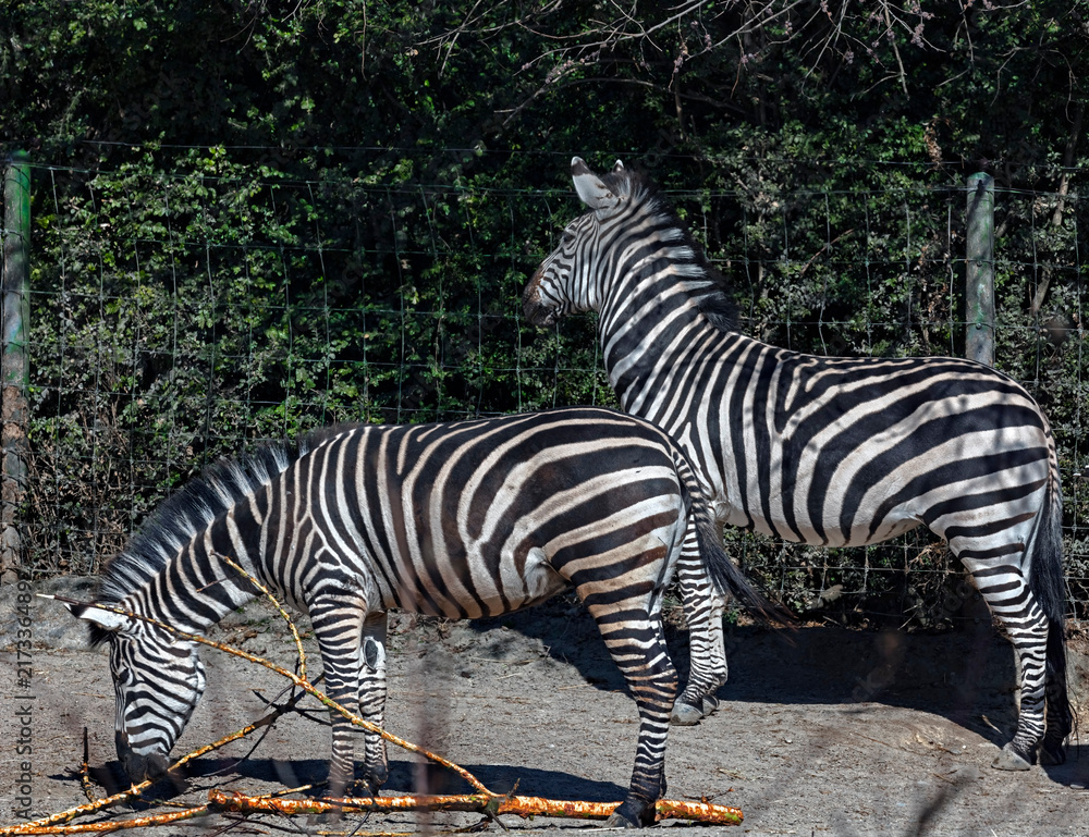 Naklejka premium Grant zebras near the fence. Latin name - Equus quagga boehmi 
