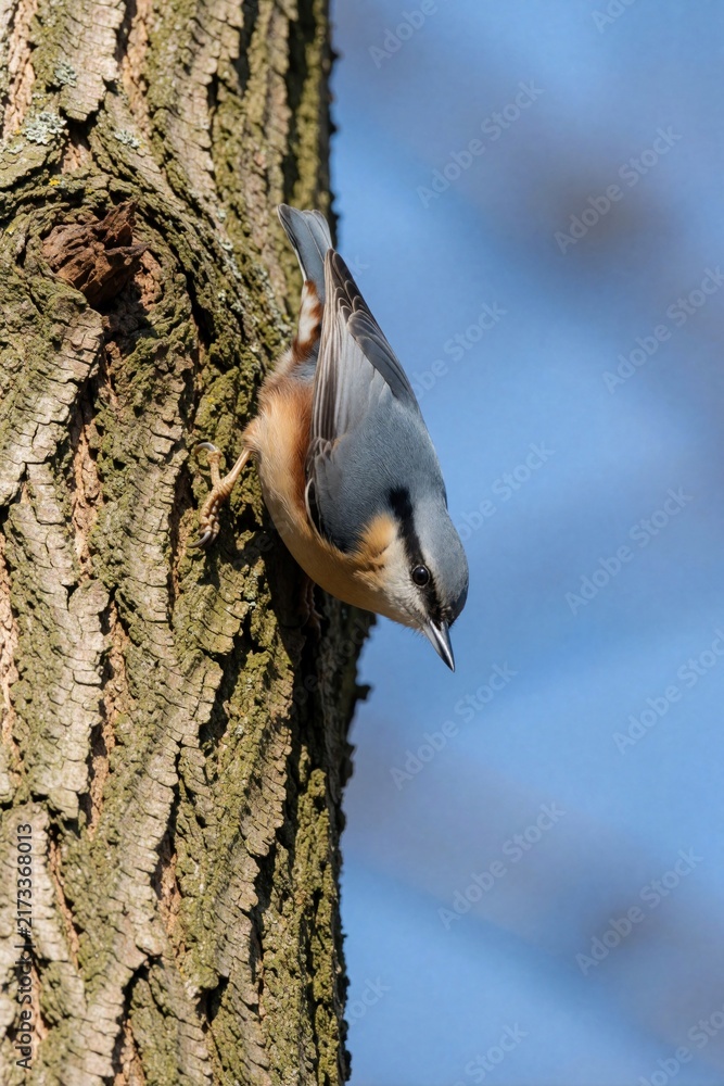 Naklejka premium Small nuthatch bird perches on rough tree bark. Blue headed songbird climbs trunk in wild nature. Wildlife animal looks down foraging for food on forest wood. Natural background with blue sky during