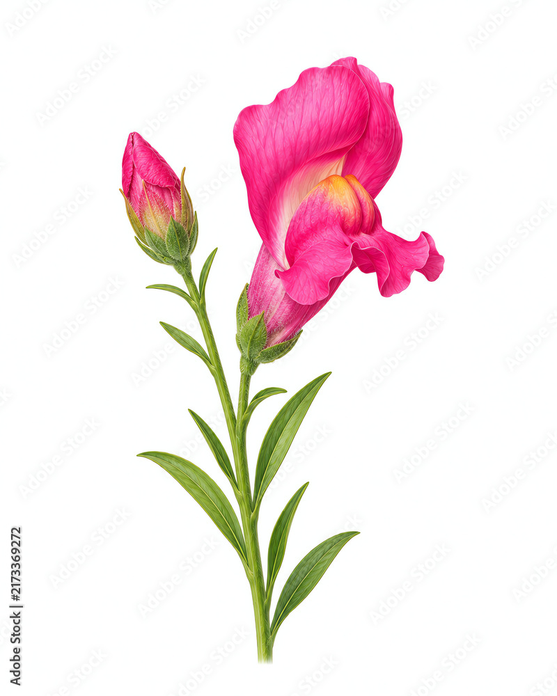 Fototapeta premium Pink snapdragon flower stem with vibrant petals and green leaves isolated on white background digital painting for botanical design projects