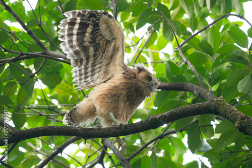 Juvenile chick Of Buffy Fish Owl ,Malay fish owl(Ketupa ketupu) rest on branch in nature.