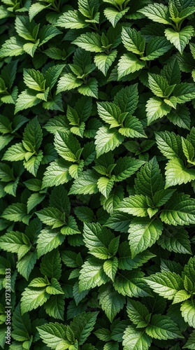 Dense wall of fresh green leaves creates natural texture. Small plant foliage offers detail, vibrant color, and organic pattern. Rich growth feels healthy, crisp, and verdant.