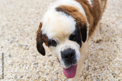 Fotografía Front-facing portrait of a Saint Bernard dog with its tongue out, displaying the friendly and gentle expression associated with this large working breed