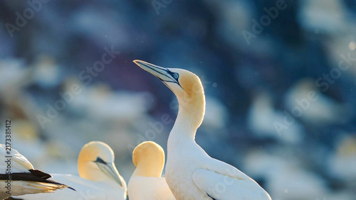Konstfotografi Northern Gannet alert pose, golden nape and blue eye detail