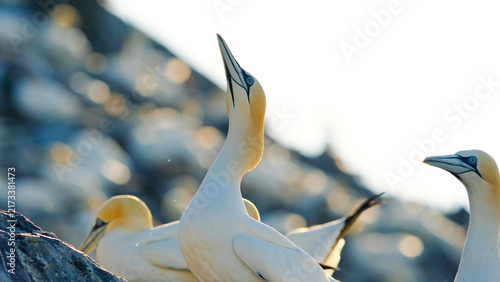 Canvastavla Northern Gannet head thrown back, sky-pointing display