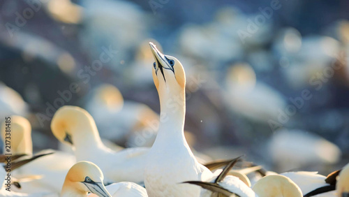 Canvastavla Northern Gannet bill-fencing courtship display among colony