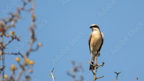 Принти на полотні Male Red-backed Shrike (Lanius collurio) Perching on Branch in August