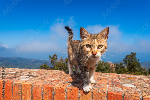 Close-up of a Beautiful Cat in Gibilmanna Sanctuary in Cefalù, Palermo, Sicily, Italy, Europe